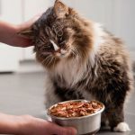 Чем лучше кормить кошек?