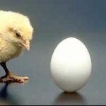 Что появилось раньше, курица или яйцо?