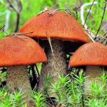 Какие грибы съедобные?
