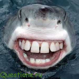 Зачем акулам так много зубов?