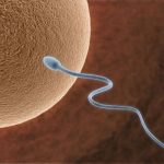 Как повысить качество спермы?