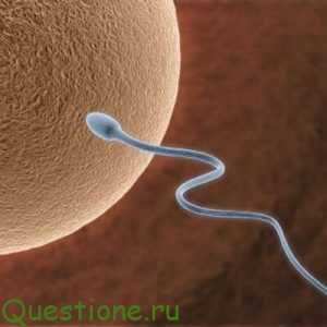 Как повысить качество спермы