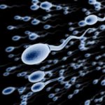 Как увеличить подвижность спермотозоидов?