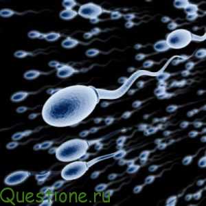 Как увеличить подвижность спермотозоидов