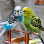 Как отличить пол волнистого попугая?