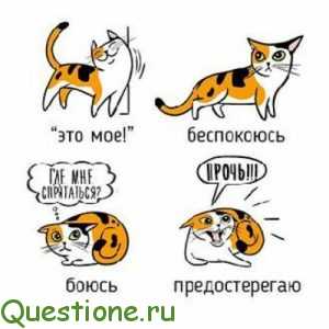 Как понять язык кошек и разговаривать с ними? понимают ли кошки человеческий язык?