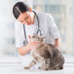 Что  такое стерилизация кошек и кастрация котов?