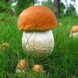 Сколько растут грибы после дождя?
