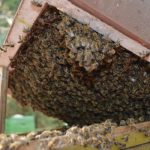 Какие существуют лекарства для пчел?