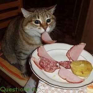 Почему кошка после еды срыгивает еду?